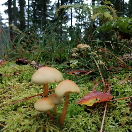 Kota Finlandais Dans La Vallee De La Bruche Proche De La Nature. Horská chata *