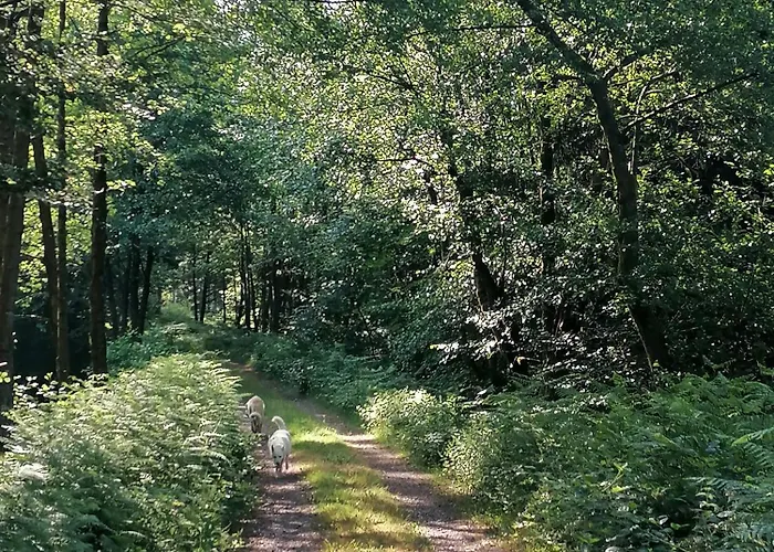 Kota Finlandais Dans La Vallee De La Bruche Proche De La Nature. Plaine