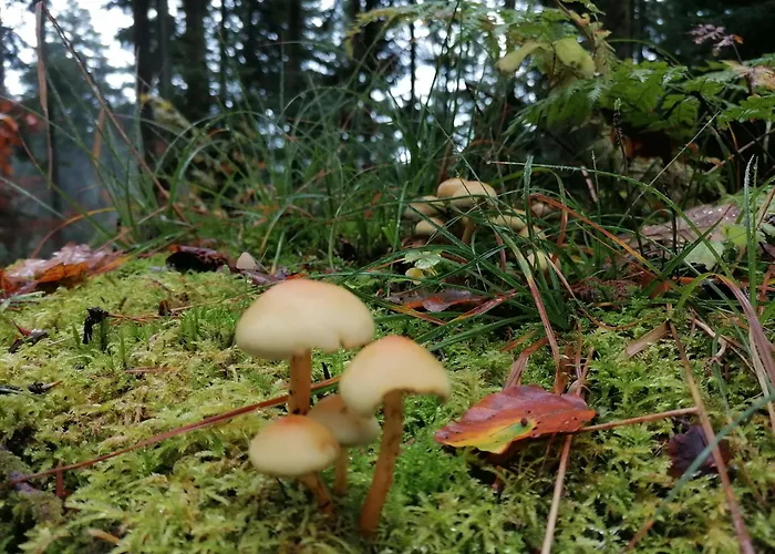 Kota Finlandais Dans La Vallee De La Bruche Proche De La Nature. Horská chata *